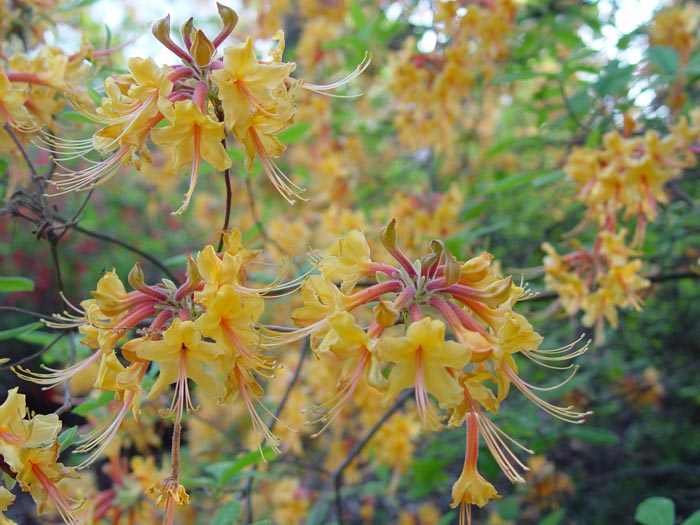 native flammeum azalea