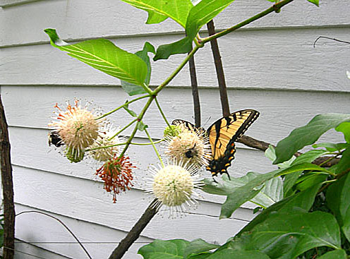 Buttonbush with butterfly